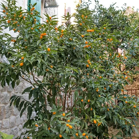 Nyaraló Seaside House Kastel Novi, - 22292